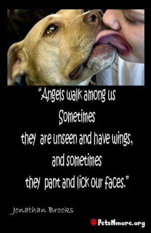 angels among us pet rescue reviews