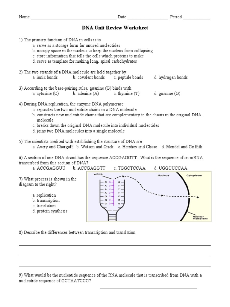 dna and protein synthesis review worksheet answers