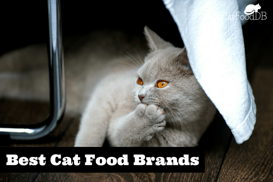 grand cru cat food review