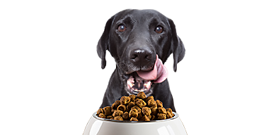 pet valu dog food review
